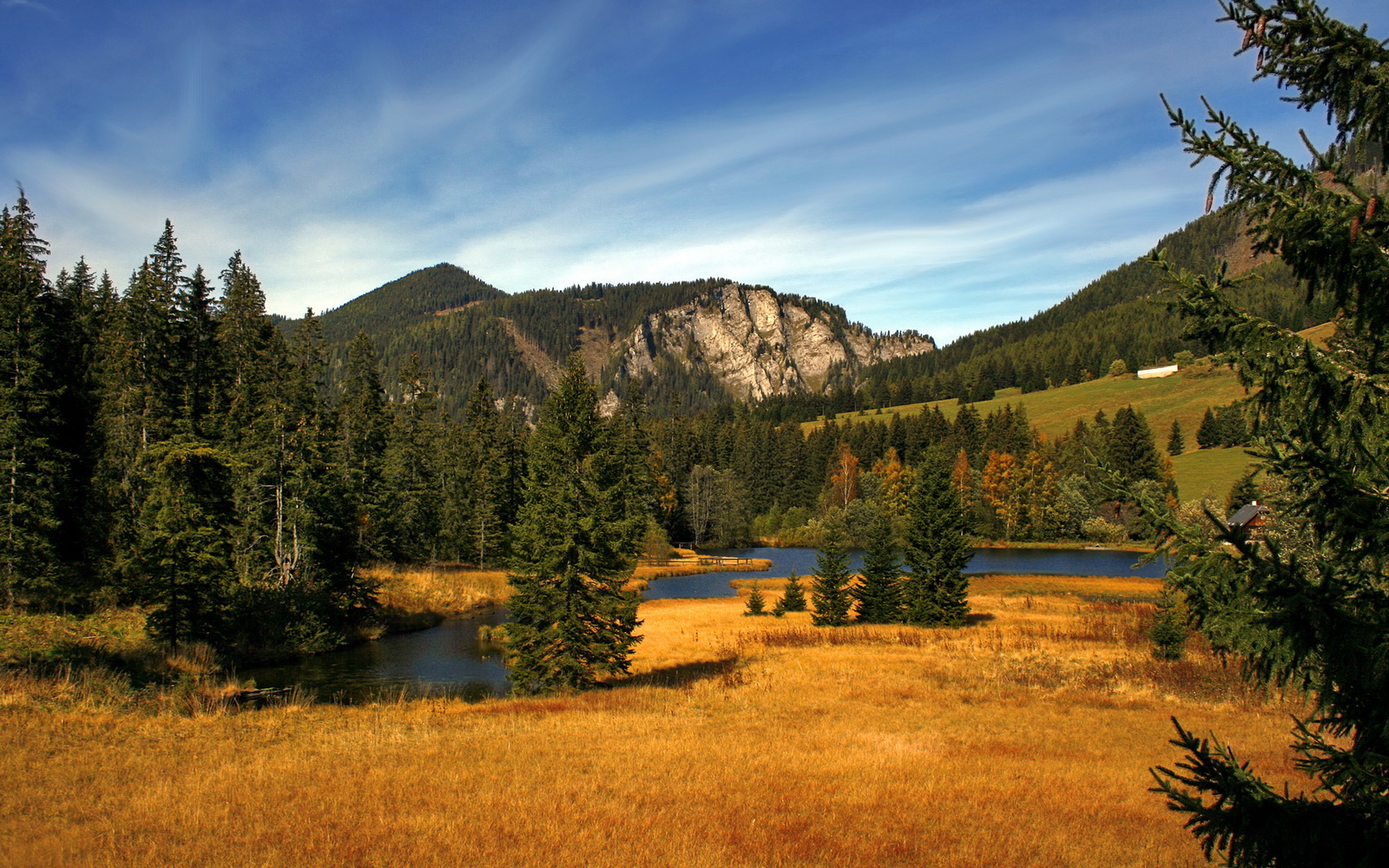青年教练：新一代的战术大师培养大法，战术大师最强训练家青鸟