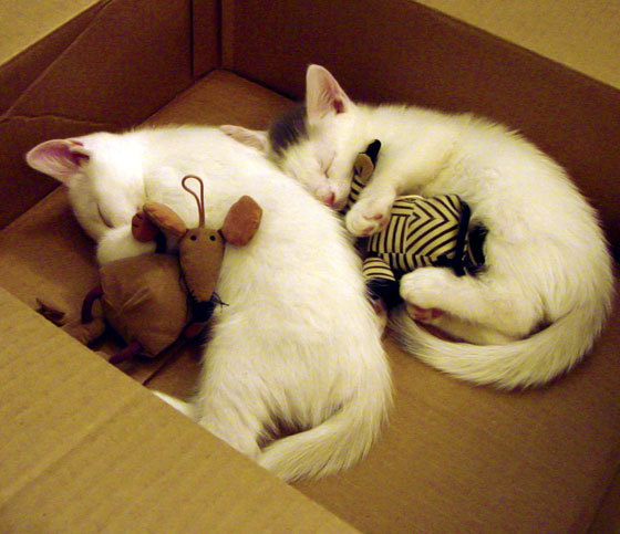 东亚杯中国青年队夺冠 球迷热情持续升温,东亚杯中国队名单