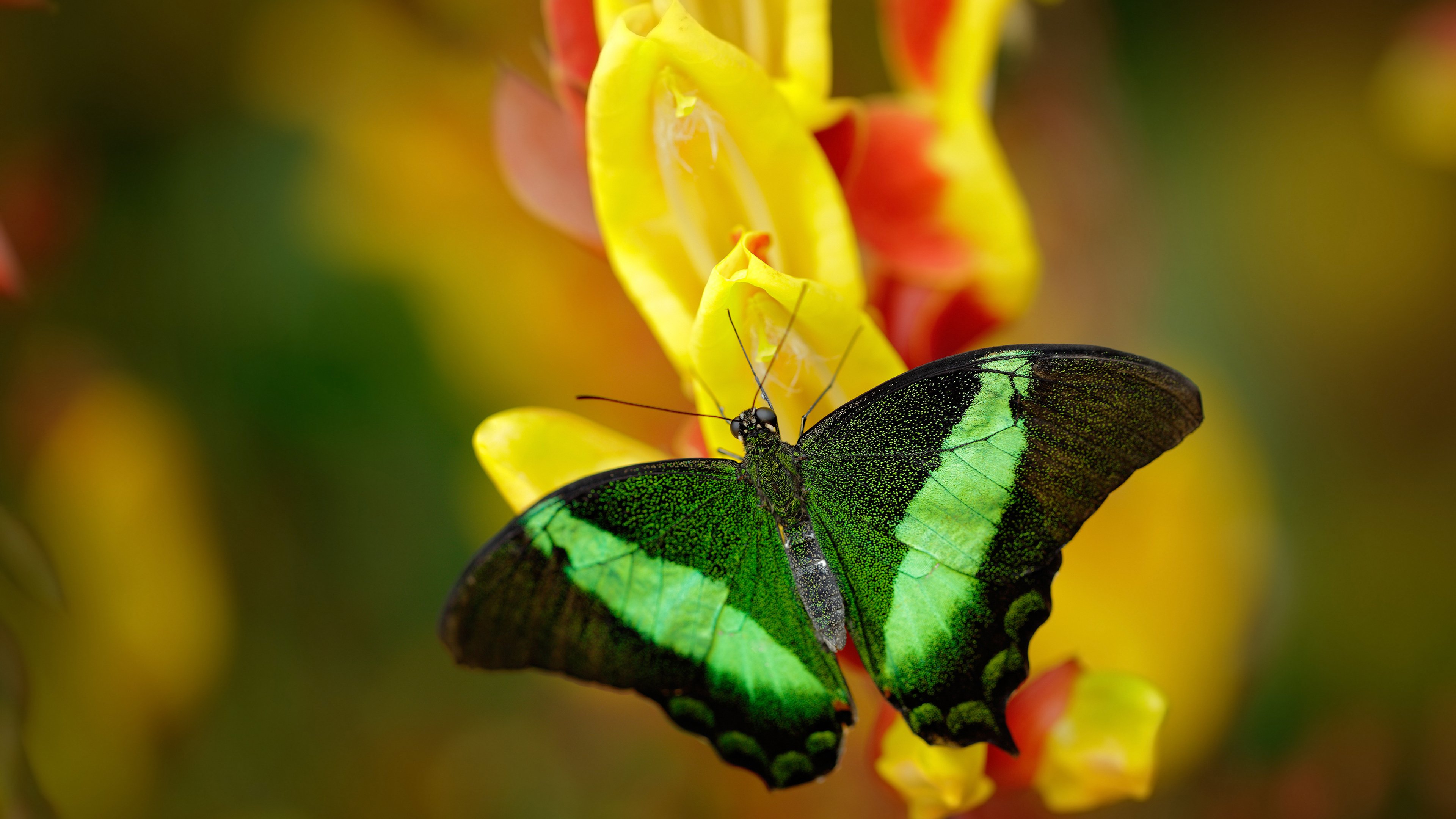 kaiyun体育综合-中国女篮实力提升 争夺国际赛场佳绩，中国,女篮