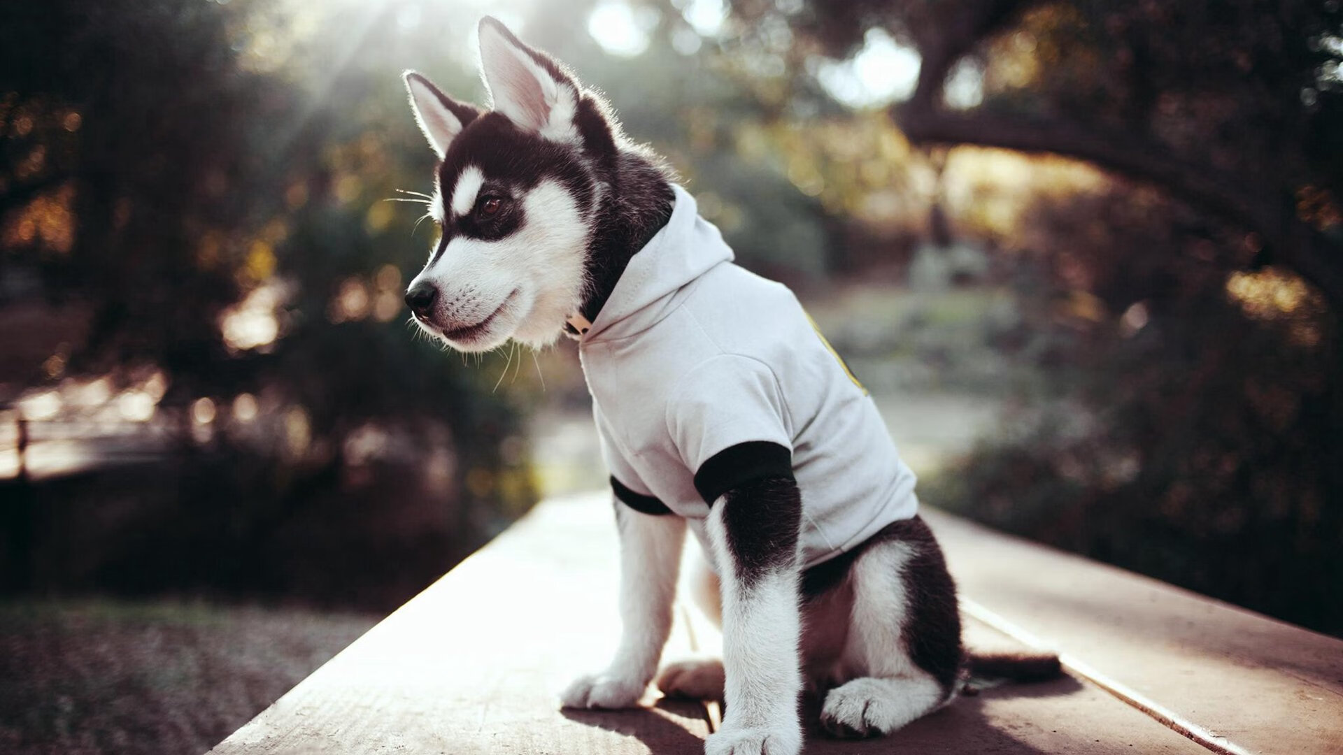 五大联赛核心球员伤病对球队心理层面的影响,足球球员伤病