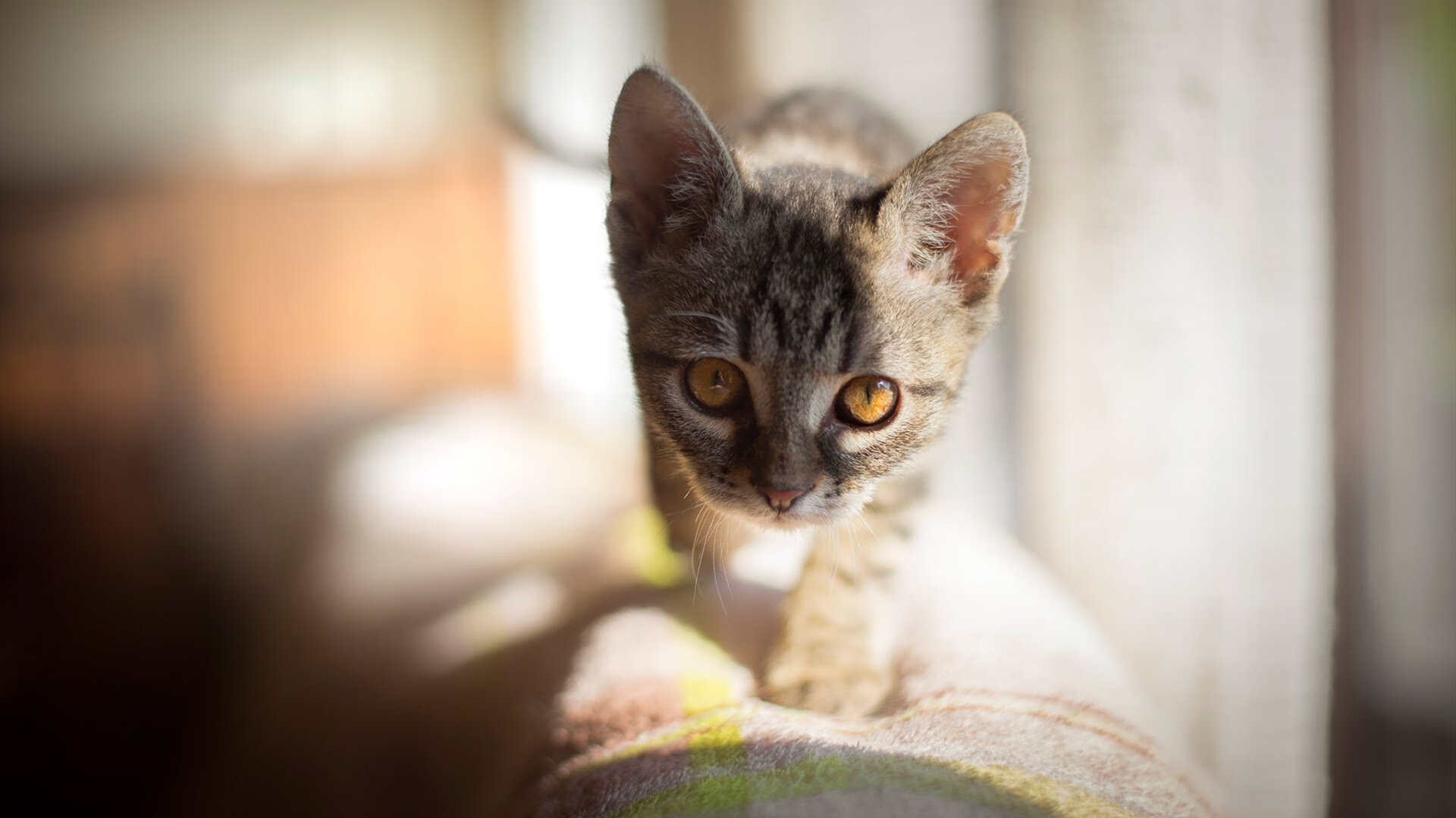 CBA球队探索本土化运营模式加强与地方文化的融合发展,cba运作模式