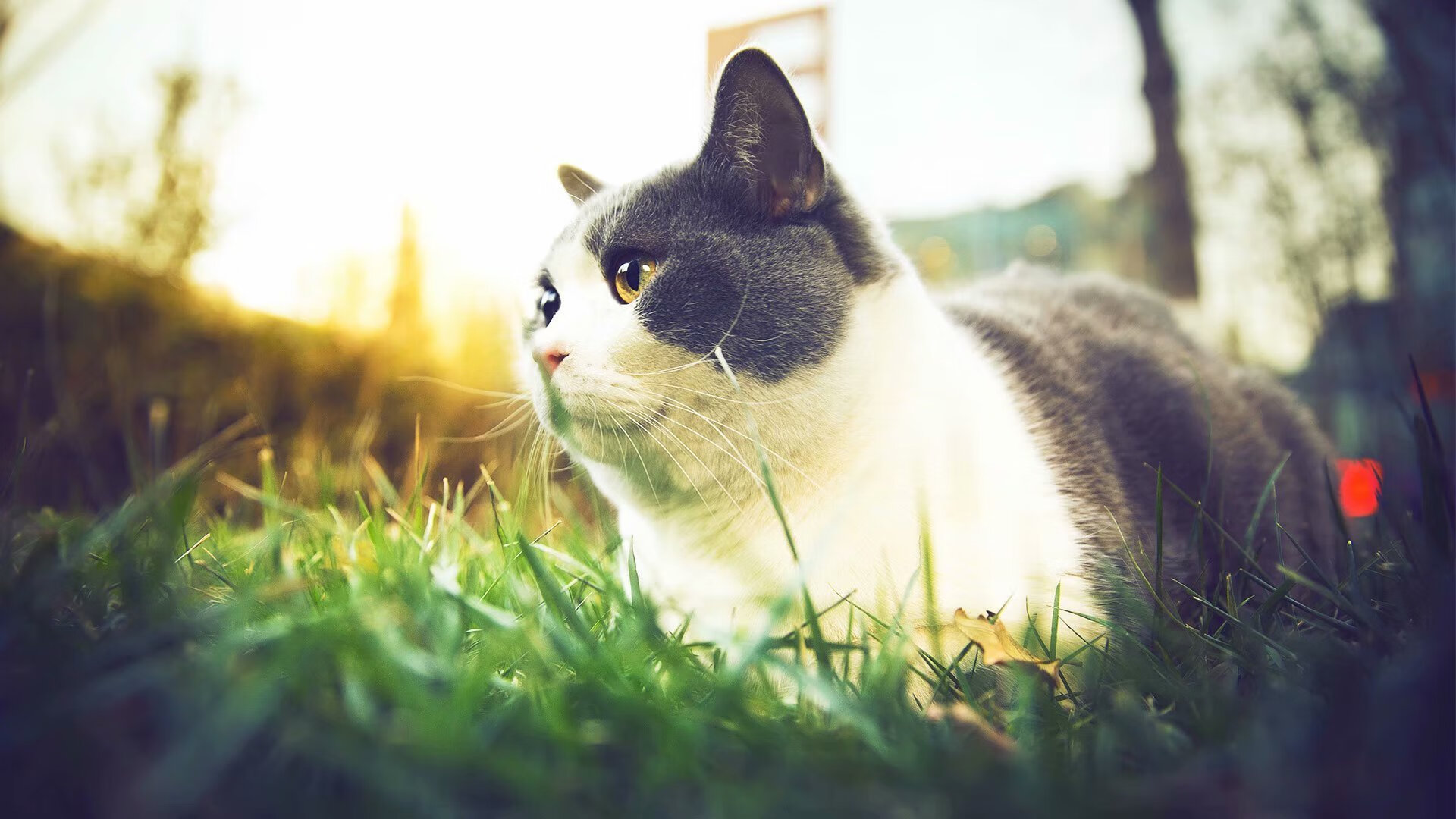 威尔士女队崭露头角,成为国际赛场的黑马,威尔士女队崭露头角,成为国际赛场的黑马了吗