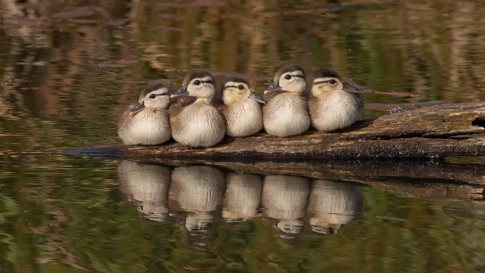 开云·体育官网-威尔士男队崛起的潜力大，但仍面临核心球员流失问题，威尔士男子足球队